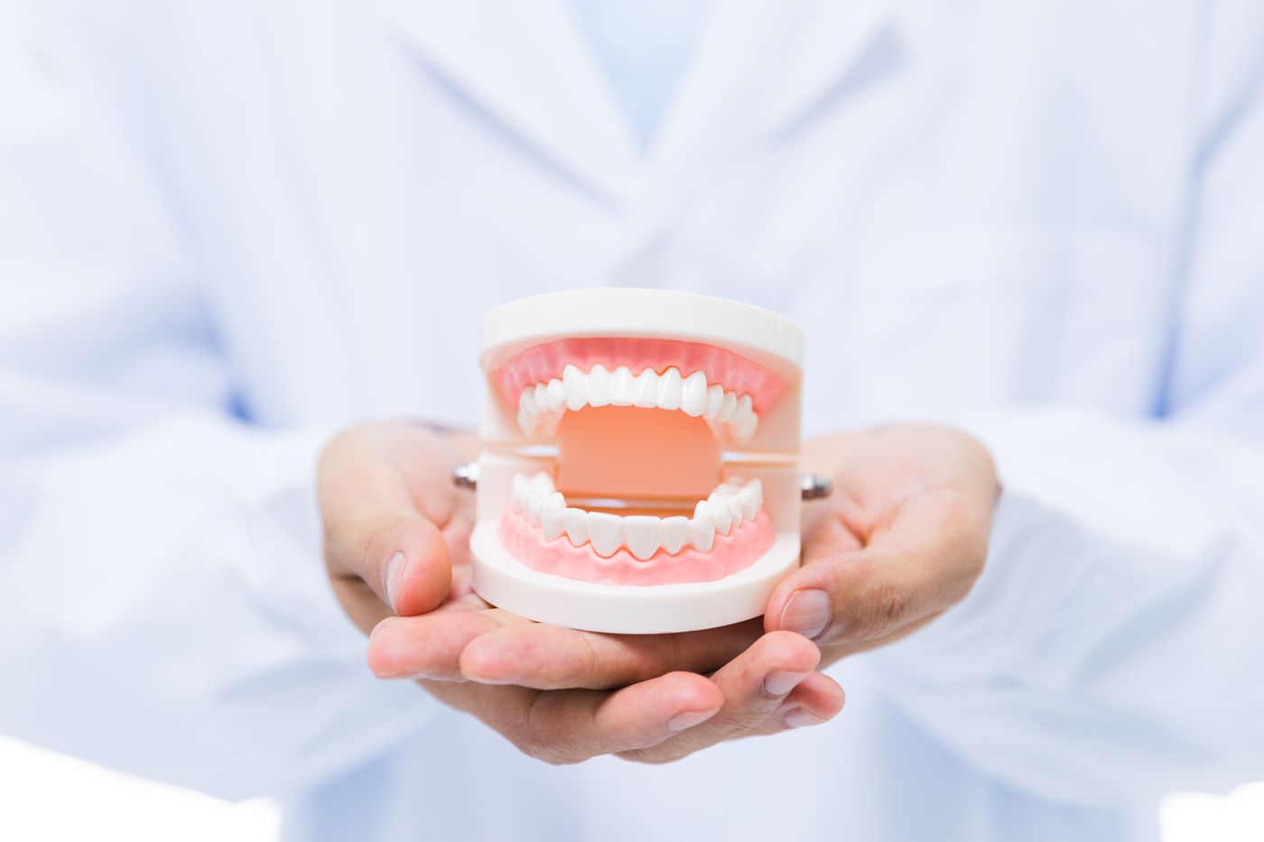 Dentist holding dental jaw model with artificial teeth in clinical setting